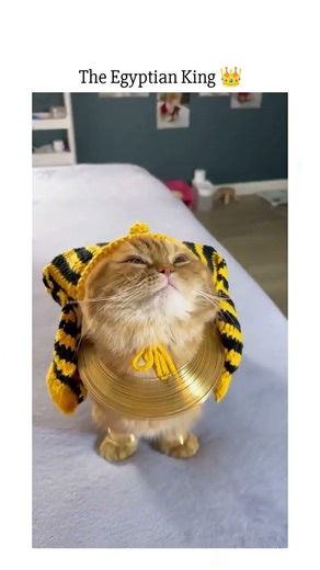 The video shows a cat wearing a classic Egyptian-inspired costume, posed upright and looking upwarde