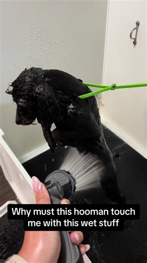 Dani’s first bath🥹 #happypuppy #puppy #doggrooming #poodle #bath