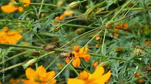 Many small yellow flowers in a garden. It moves naturally with the slow wind.