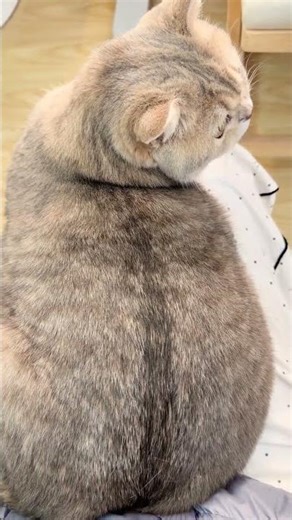 Half a Cat: The Mysterious Split