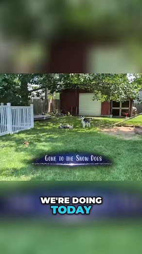 31K views · 848 reactions | Dogs Discover the Joy of Rolling in Stinky Things! | Gone to the Snow Dogs | Facebook