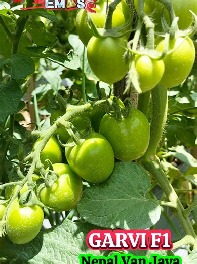 Tomat #GARVI F1 tipe sayur diketinggian 1 058 mdpL dijalur Nepal Van Java Kaliangkrik mampu berpotensi dari 7 - 12 tandan masing² per tandan berbuah 7-8 biji #petaniindonesia🇮🇩🇮🇩🇮🇩🌿🌿 #petanitomat🍅 #benihpilihanpetanisukses #petanitomat🍅🤗