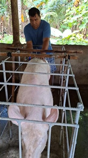 sow heat detection #sow #pigcare #pigindustry #farming101 #farming #pigfarming #pighusbandry #piggy