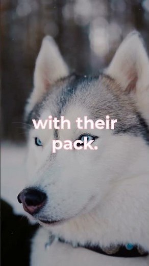 "Unlocking the Secrets of Wolf Howls: Nature's Wild Communication!"