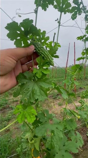 The Secret Farming Technique Behind Bitter Melon ( Karela Farming )