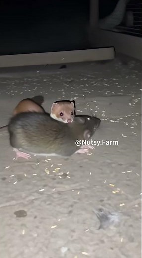 Weasels mainly feed on mice and are natural enemies of mice