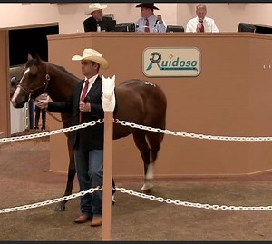 4.7K views · 188 reactions | 2016 Ruidoso Select Sale: Day 2 | Stallionesearch.com | Facebook