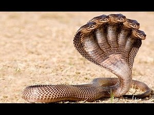 5 headed snake real video reveals !!!