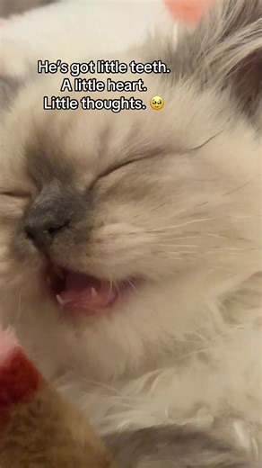 Adorable Baby Himalayan Cat Captivates Hearts
