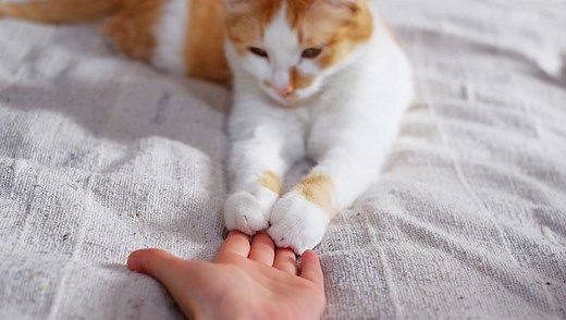 How Dirty Are Your Cat’s Paws? - CatTime