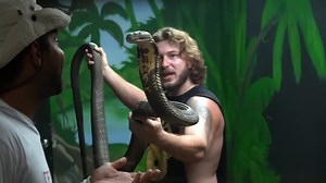 King cobra strike caught on camera