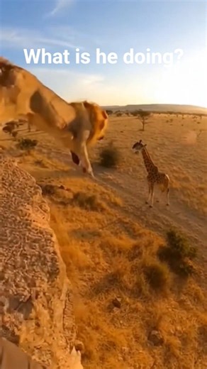 머리캠에 잡힌 순간 — Giraffe Counters the Ambush #wildlife
