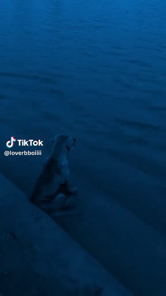 Forever by ilyTOMMY: A Heartfelt Dog Tribute