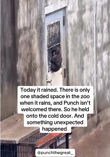 Punch the Monkey: Latest Updates from Ichikawa Zoo