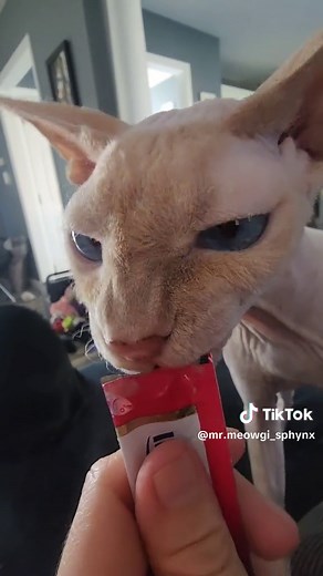 About time that bish gave me a snack. #sphynxoftiktok #kittenasmr #onesnack #funnycat #weirdpets