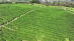 Plantation ecological tea garden. Green tea mountain. tea plantation background. Beautiful Tea field leaf on mountain.