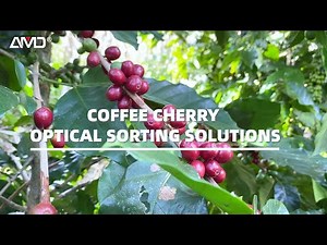 Coffee Cherry Sorting