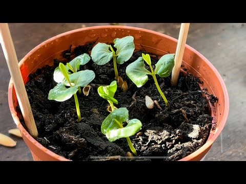 Pomegranate Trees from Seed | paper Towel Germination vs Compost