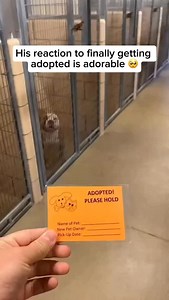 When dogs are adopted, they often show a surge of oxytocin — the ‘love hormone’ — which helps them bond quickly with their new owners. Share and follow if you like dogs videos Credit unknown Please DM us for credit #dog #doglover #cutedog #happydog #adopted #adopteddog #excited #exciteddog | My Floofy