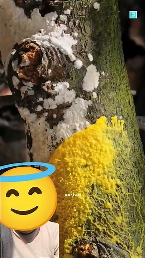 “Smarter Than Your Friend: The Genius Slime Mold!”#facts #shots