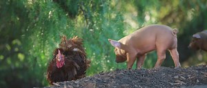 The Biggest Little Farm Documentary Movie Clip - Piglets And Chicken Confusion