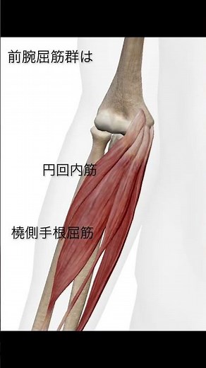 前腕屈筋群の覚え方