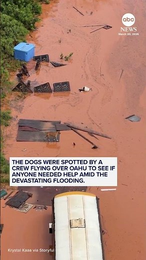 Dogs rescued after being left stranded in Hawaii floodwaters