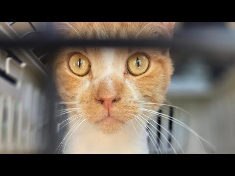 Pet of the Week - September 18, 2025