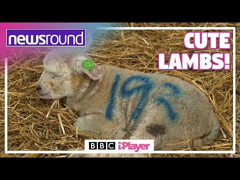 Lambing season 🐑 | WATCH A LAMB BEING BORN! | Newsround