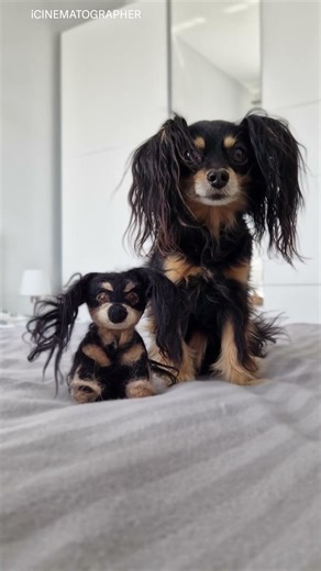 Real or Toy? The Ultimate Dog Quiz