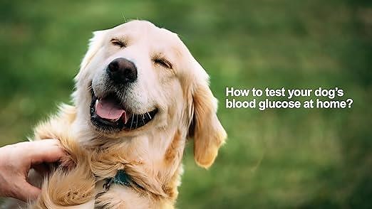 How to test your dog's blood glucose at home