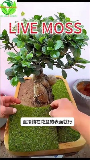 Cuttable LIVE Moss Fabric for Bonsai & Terrariums 🌿
