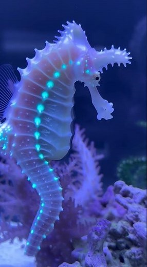 My Reef Dragon Seahorse Glows Inside the Aquarium