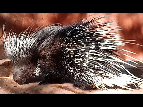 The cutest and strangest way to eat! A porcupine 😲🍿