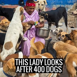 2.1M views · 19K shares | She spends her entire days feeding and caring for over 400 dogs!  | UNILAD | Facebook