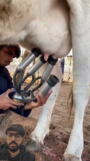 #milkingacow #dairyproduction #dairyindustry #dairyfarming #farming #dairyherd #cow #farmlife #milk