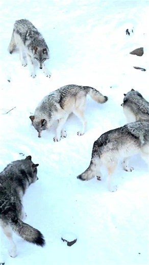 5 Hungry Wolves 🐺