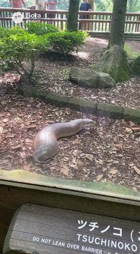 Exploring Tsuchinoko: Mysteries of Cryptozoology