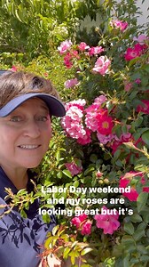 Oh, it’s time to start talking about how to prepare your roses for winter survival! First of all, you should’ve chosen roses that were hearty in your zone. That means that your rose can handle surviving the winter temperatures where you live. Hopefully, you planted your roses properly in the bud union, where the roots meet the stems, is 1 to 2 inches below the ground. That is the most vulnerable part of the plant and it needs to be protected deep in the soil. If you have done those things proper