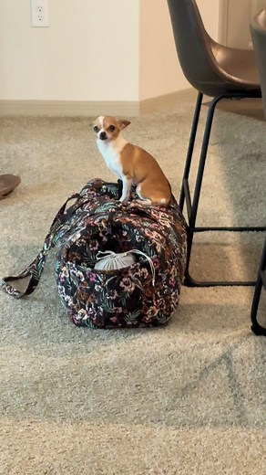 She’s sitting on my bag because she knows I’m leaving. Crying real tears!😭 #chihuahua #separationanxiety