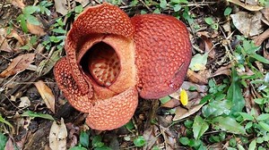 Sukses Tumbuhkan Bunga Rafflesia Arnoldi, Ini Metode yang Digunakan Peneliti Kebun Raya Bogor - Tribunnewsdepok.com