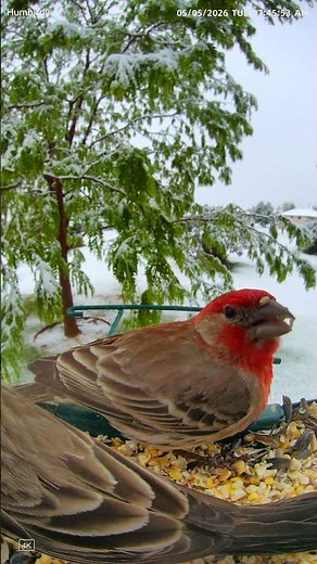 Stunning red finch in heavy snow refuses to leave #birds #nature #peaceful