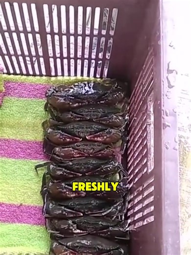 In India, workers feed crabs kept in small black boxes, a unique farming method that allows individual feeding and prevents fighting. More importantly, it helps record molting times, which is the core of soft-shell crab farming. Before placing crabs about to molt into boxes, workers cut off one or two legs to stimulate growth. This encourages the crabs to grow new limbs and speeds up molting, shortening the farming period. The boxes are neatly arranged on the water’s surface and can be pulled to