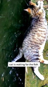 142K views · 3.9K reactions | Cat waiting for fish 藍 #catfishing #catchfish #catlover #FunnyCats #catfunnyreels #cat #funny #catfunny #fishing #fun #entertainment #reelsviralシ #catsoffacebook #viralreelsシ | Cats Entertainment | Facebook
