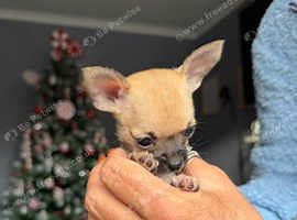 Chihuahua Puppies & Dogs for sale | Freeads