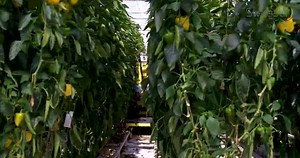 21 reactions · 15 shares | Sweeper園藝機器人～智能化自動摘甜椒...