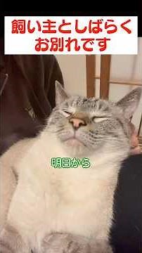 長期旅行から帰ってきた飼い主と感動の再会を果たす猫