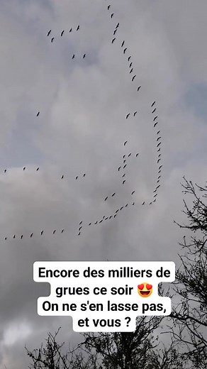 A partir de 16h30-17h le spectacle des grues retournant à leur dortoir se renouvelle tous les jours 😊 https://www.parc-naturel-brenne.fr/actualites/100-nature/grues-cendrees-2025 | Destination Brenne