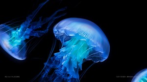 vivo X Flip Dynamic Wallpaper - The Jellyfish