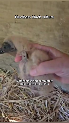 4.5K views · 171 reactions | In the wild, black vultures will nest in...